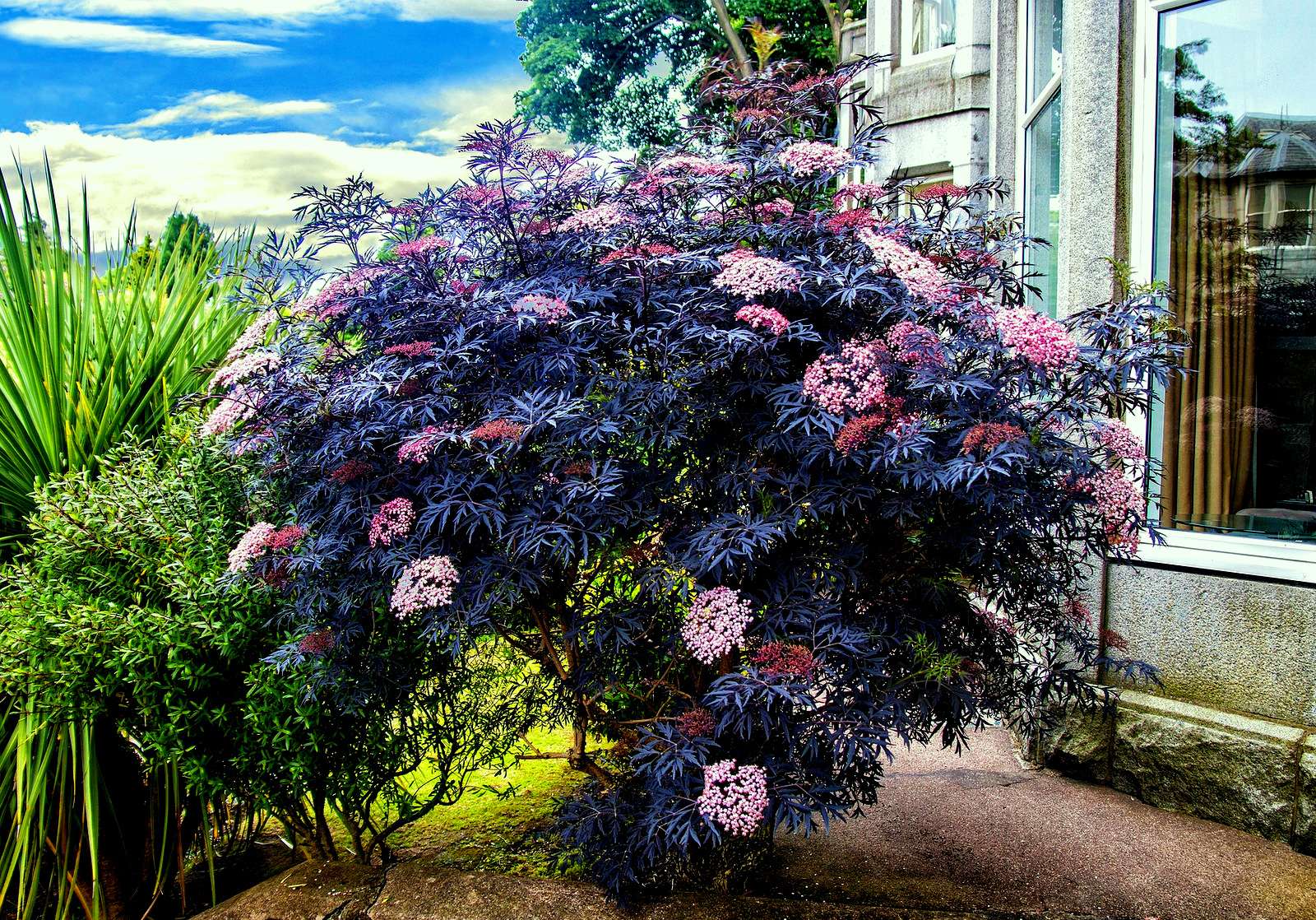 Arbusto de sabugueiro no jardim em frente à casa puzzle online