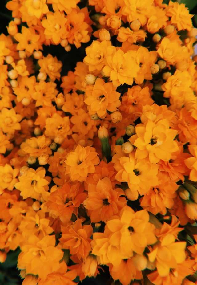 Flores naranjas rompecabezas en línea