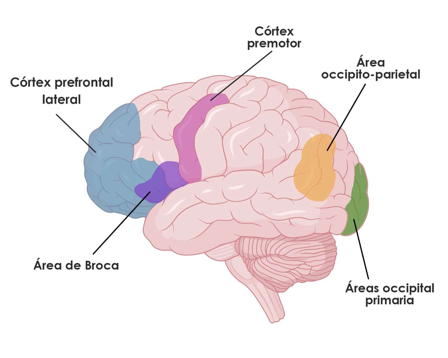 Left Hemisphere Brain jigsaw puzzle online