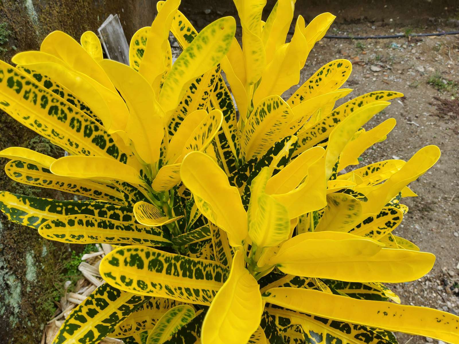 Ficus giallo, regalo di gratitudine puzzle online