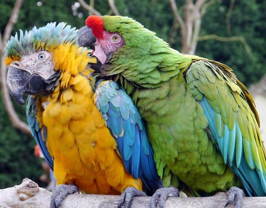 Δύο πολύχρωμοι παπαγάλοι online παζλ