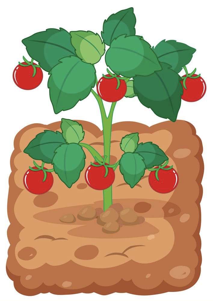 A red tomato grew in the garden jigsaw puzzle online