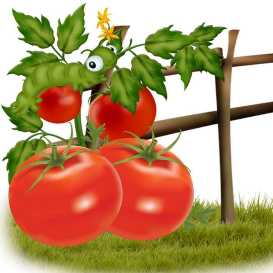 Kleine rote Tomate Online-Puzzle