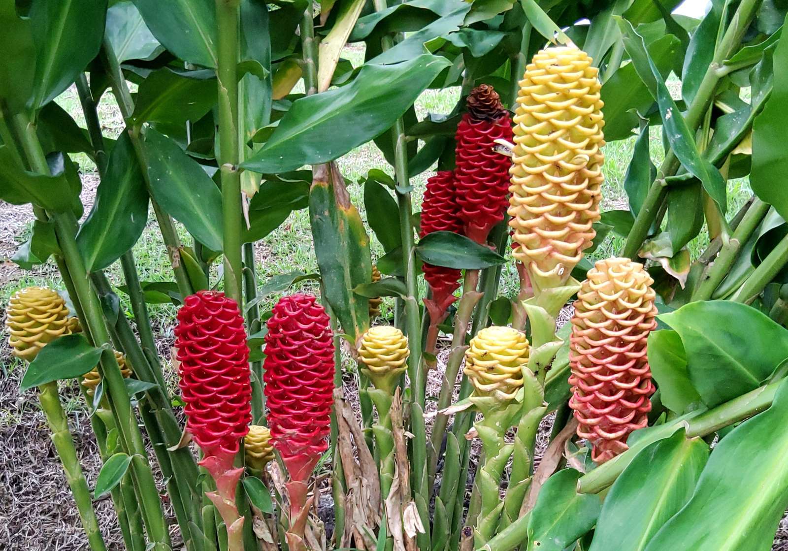 Maracas, blommor från östra Ecuador pussel på nätet