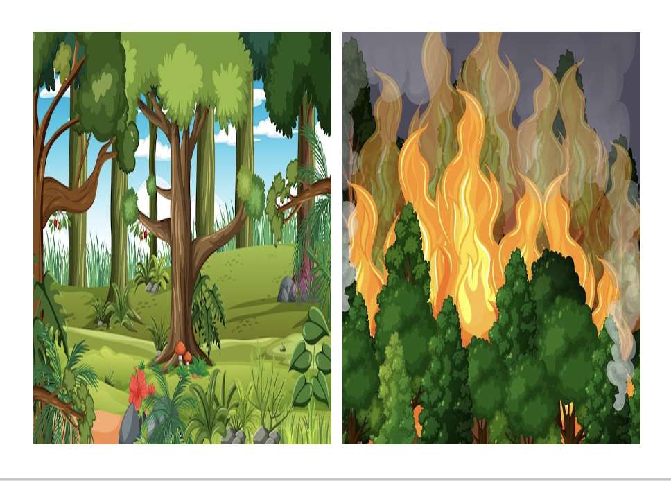 Bosques e incendios rompecabezas en línea