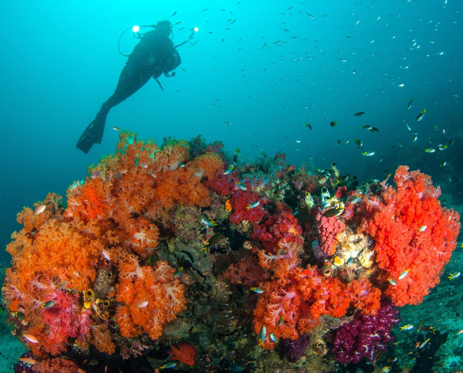Mergulhando. Recife de corais quebra-cabeças online