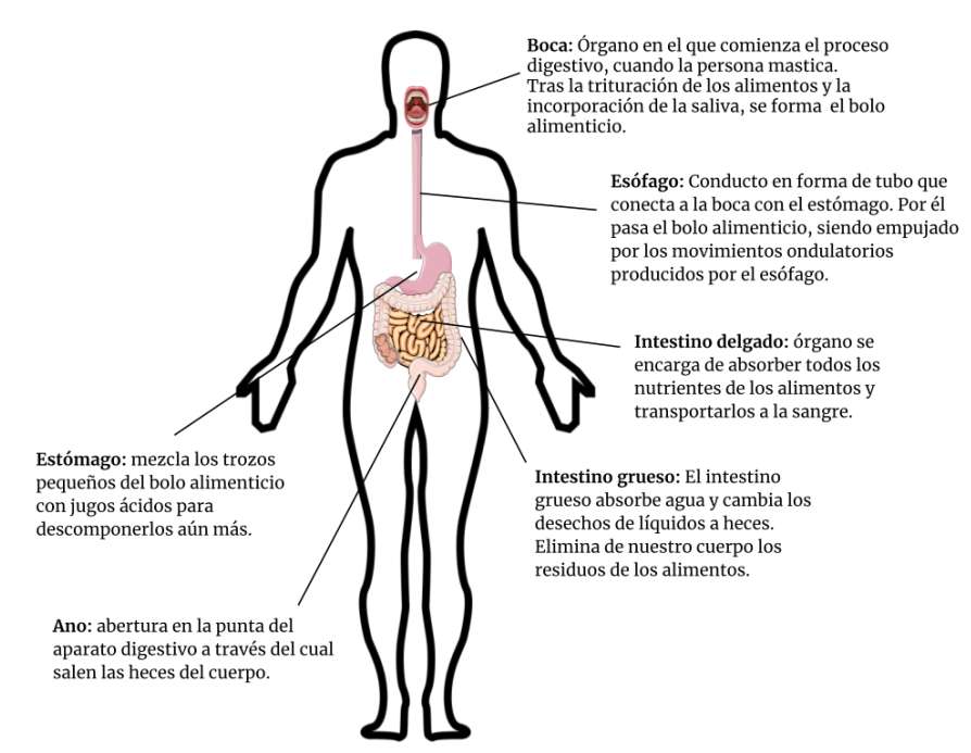 Système digestif puzzle en ligne