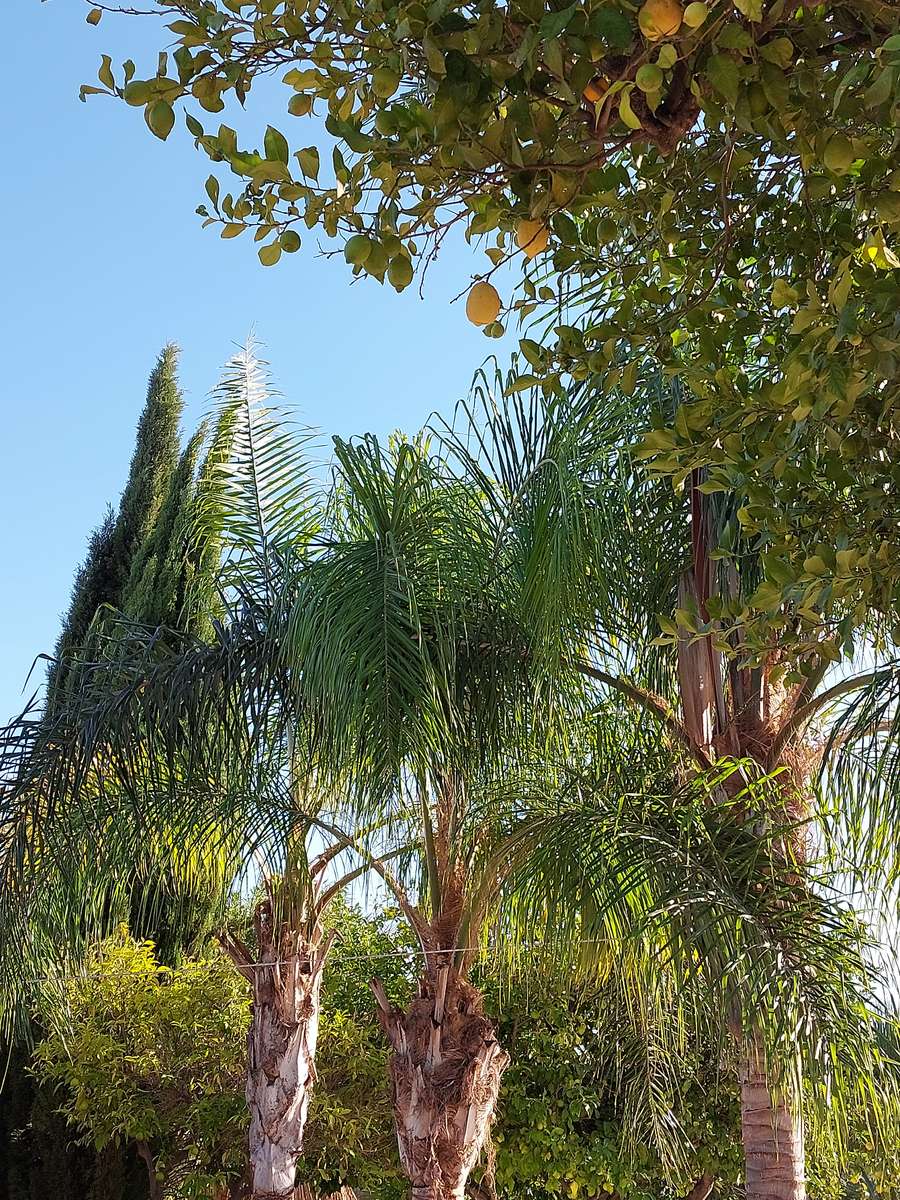 palmträd pussel på nätet