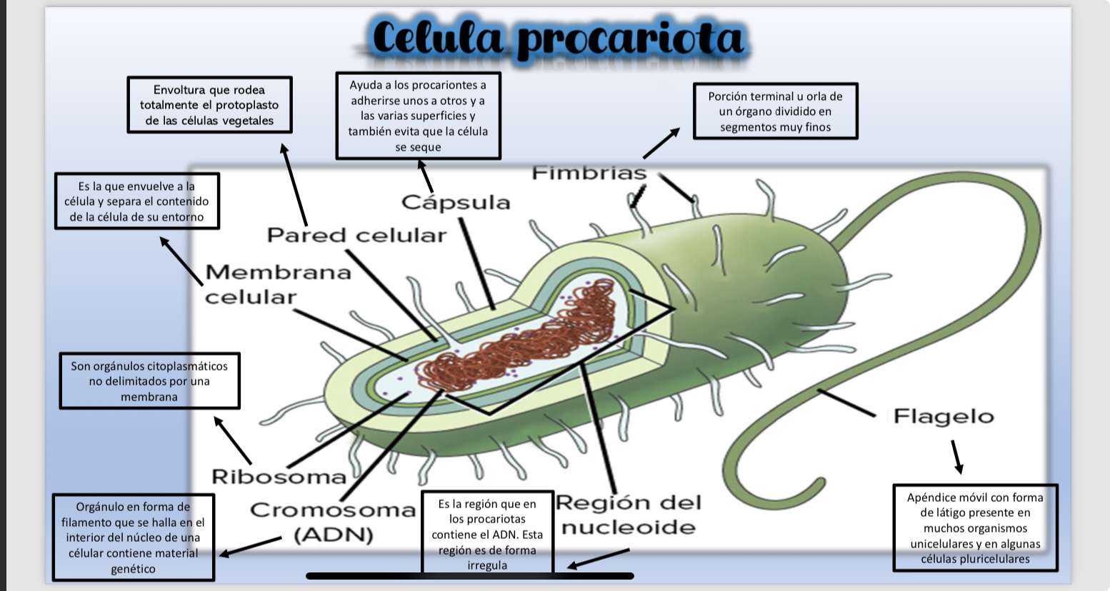 Cellule Wixárikas puzzle en ligne