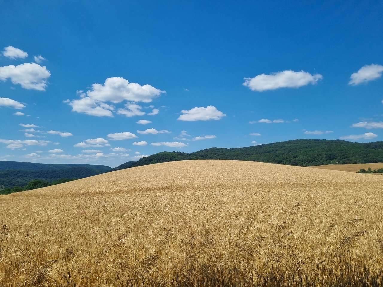 Луговий, Пшеничний пазл онлайн