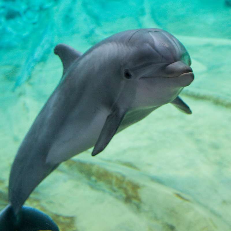 Delfinek kirakós online