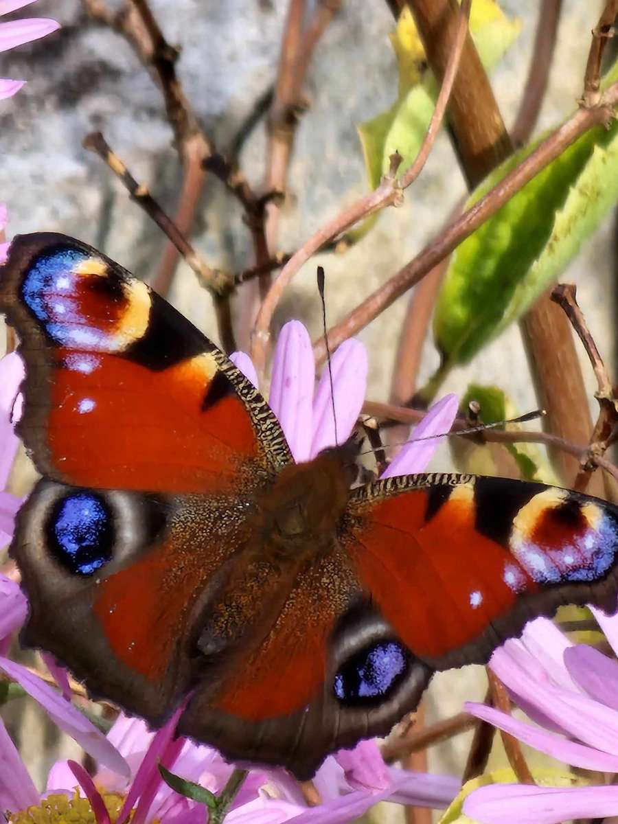 Motýl na květu skládačky online