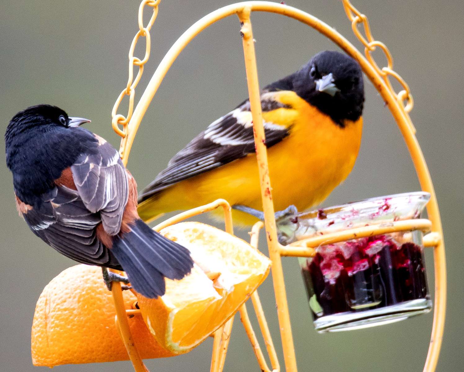 Northern cacique and orchard oriole jigsaw puzzle online