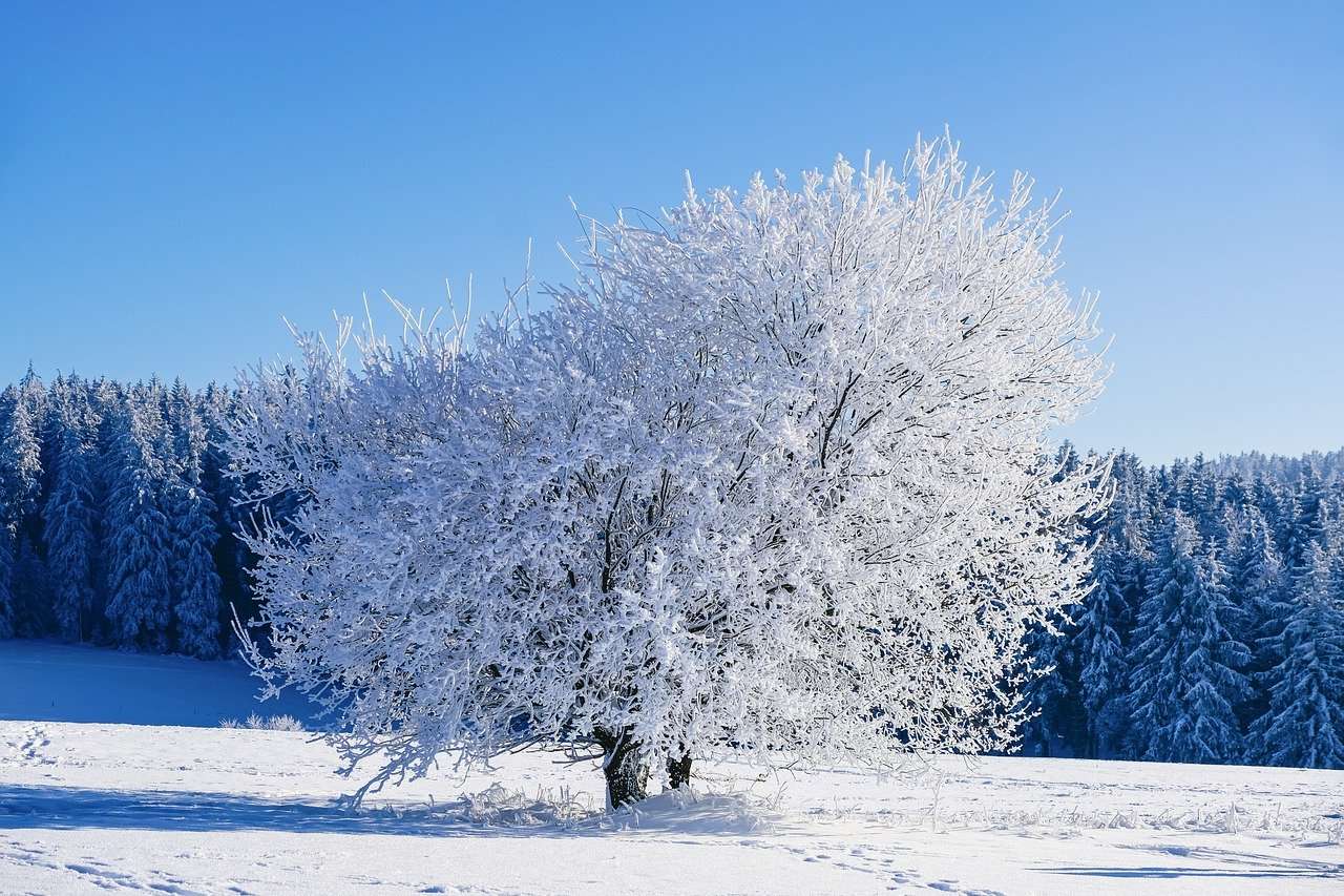 Inverno, Árvore, Geada puzzle online