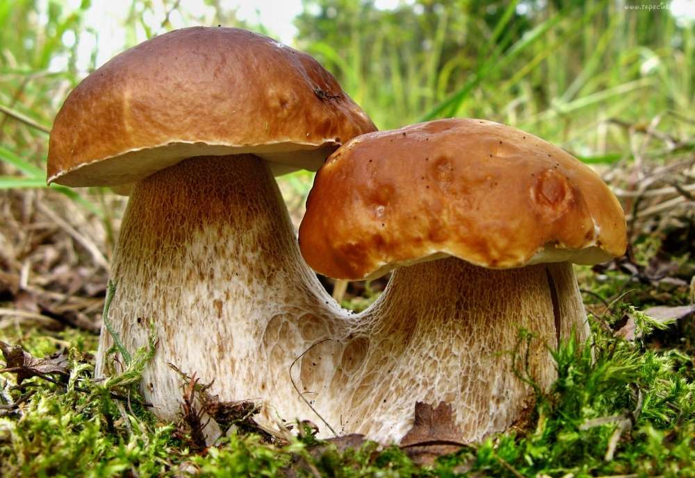 Två svampar i skogens undervegetation pussel på nätet