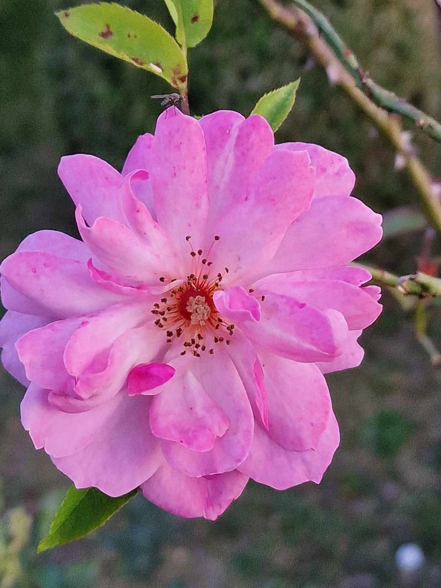 Trandafir în grădină jigsaw puzzle online