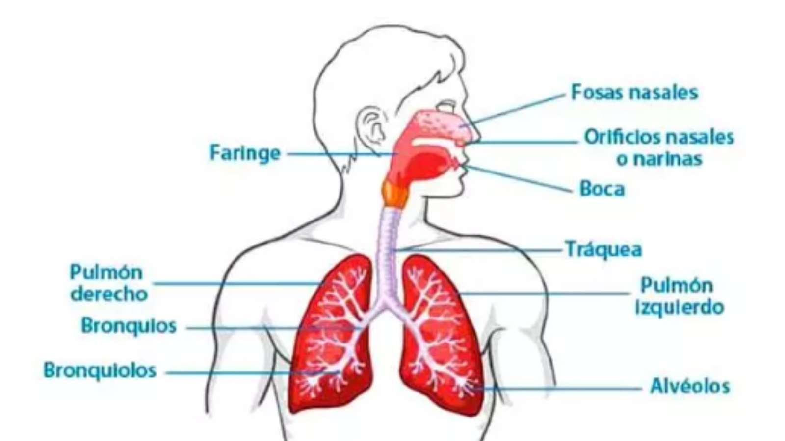 呼吸器系 オンラインパズル