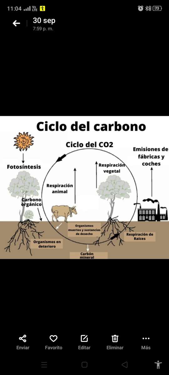 Ciclo del carbonio puzzle online