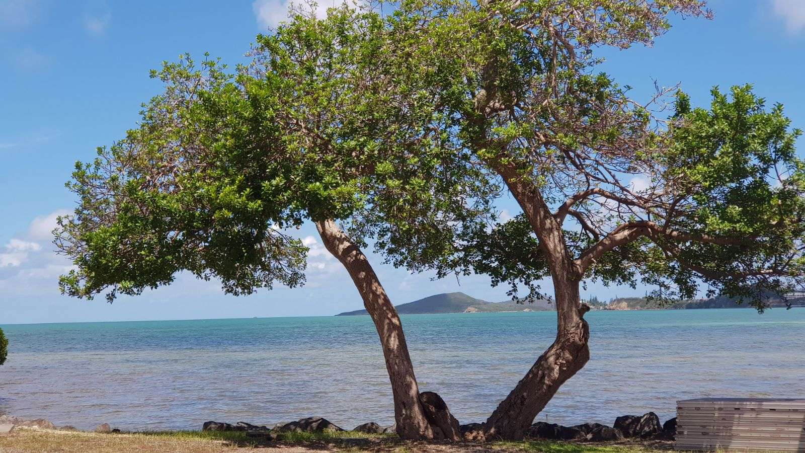 Пляж Новой Каледонии онлайн-пазл