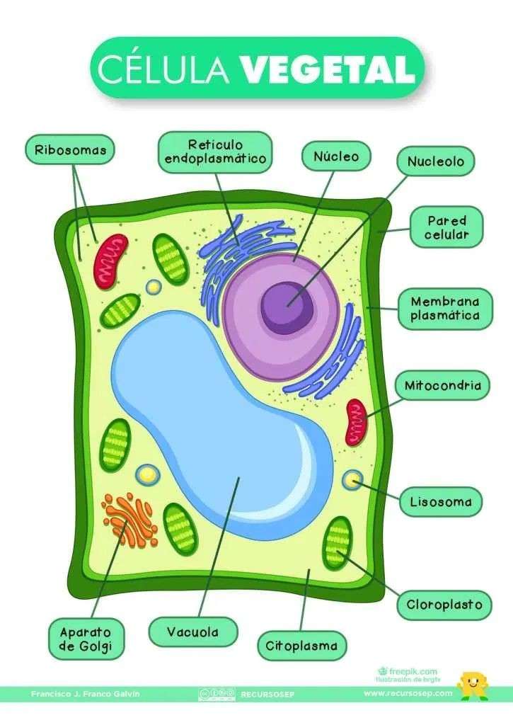 cellula vegetale eucariotica puzzle online