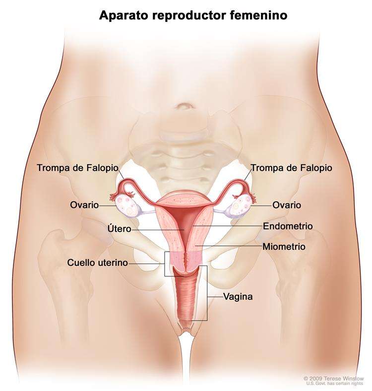 ROMPECABEZA rompecabezas en línea