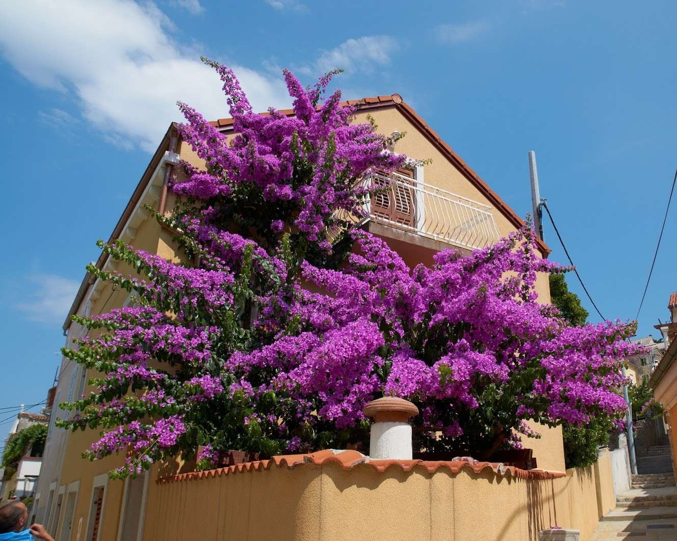 Цветущее дерево в Хорватии онлайн-пазл