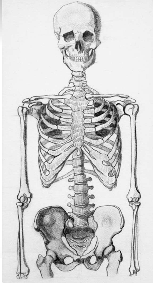 Скелет человека рисунок. Скелет рисунок карандашом. Скелет нарисовать карандашом. Скелет человека эскиз. Скелет эскиз анатомия.