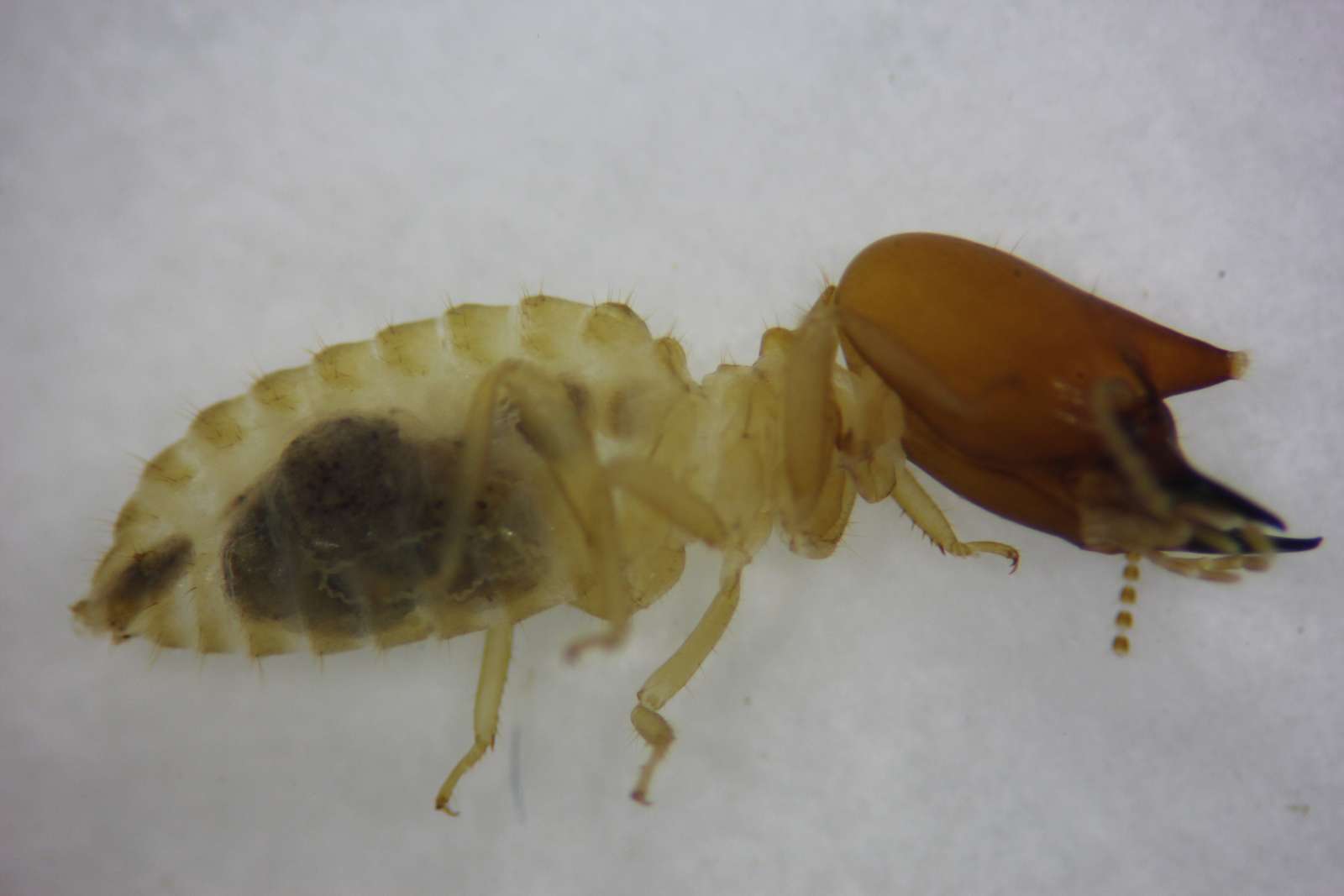 Afbeelding van een termiet online puzzel