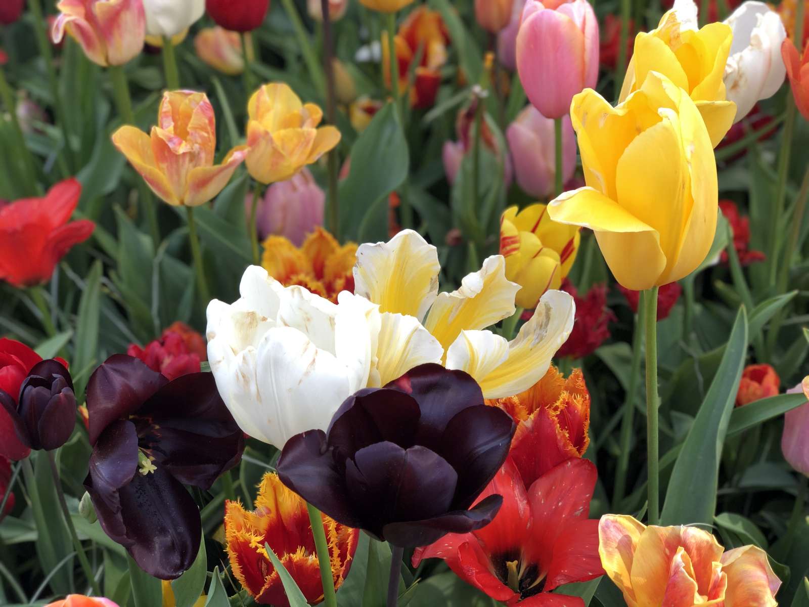 Prairie de tulipes Pays-Bas puzzle en ligne
