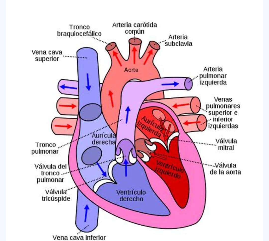 El corazón humano rompecabezas en línea