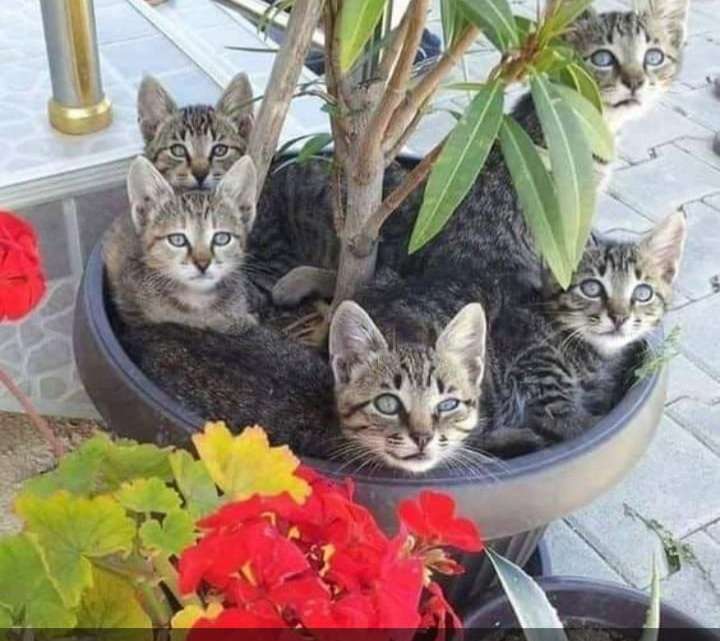katjes in een pot legpuzzel online
