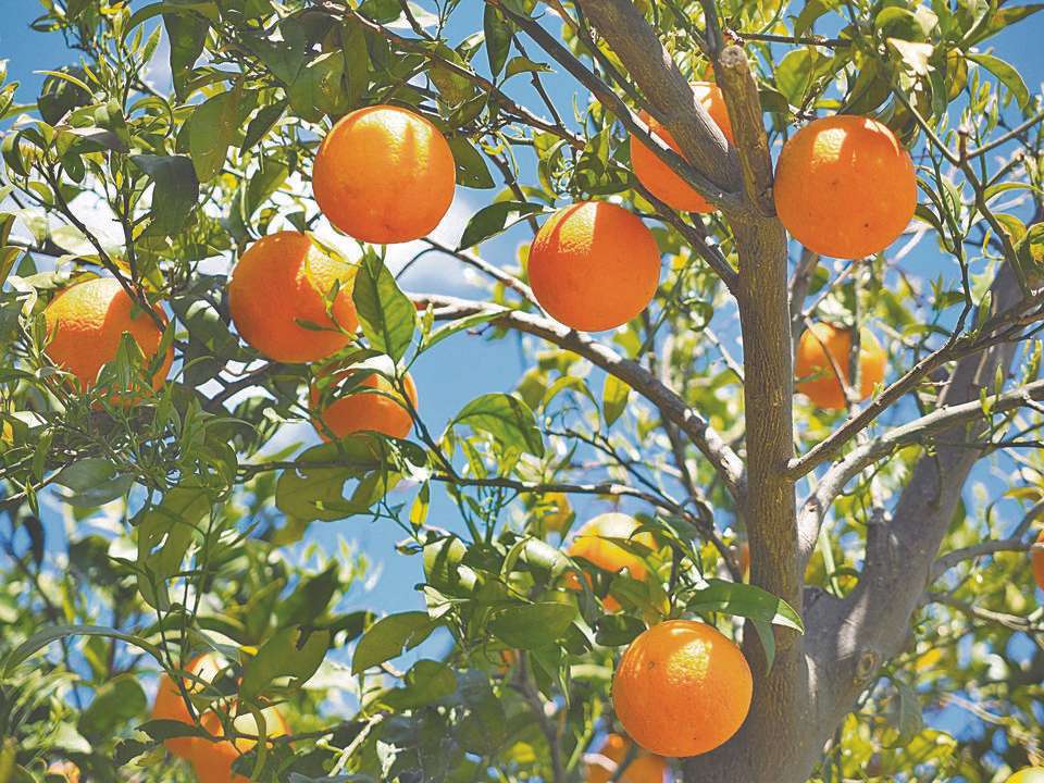 Cévnaté rostliny: pomerančovník online puzzle