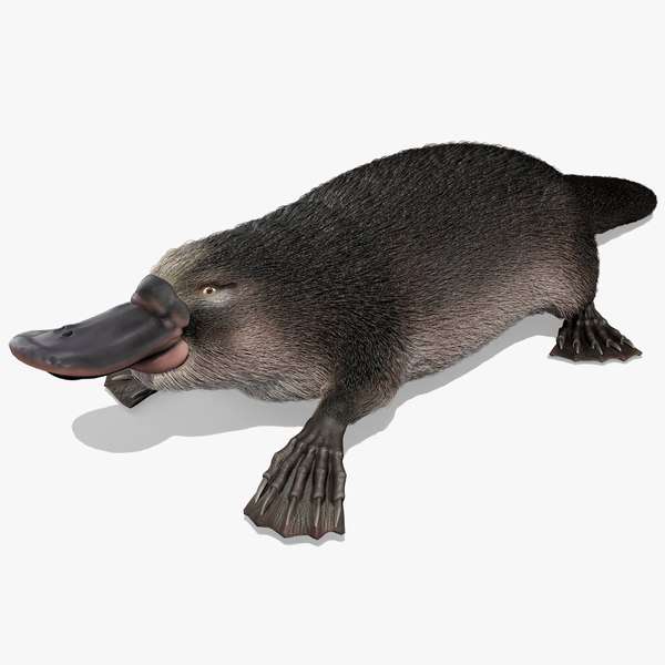 Platypuses jigsaw puzzle online