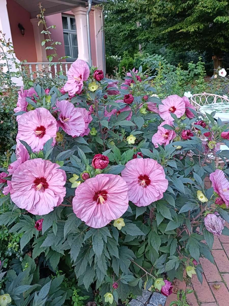 a low hibiscus bush on a flowerbed jigsaw puzzle online
