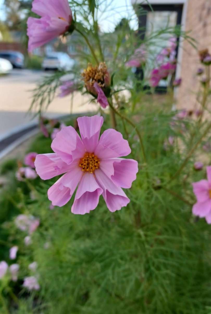 flores frente a la casa rompecabezas en línea