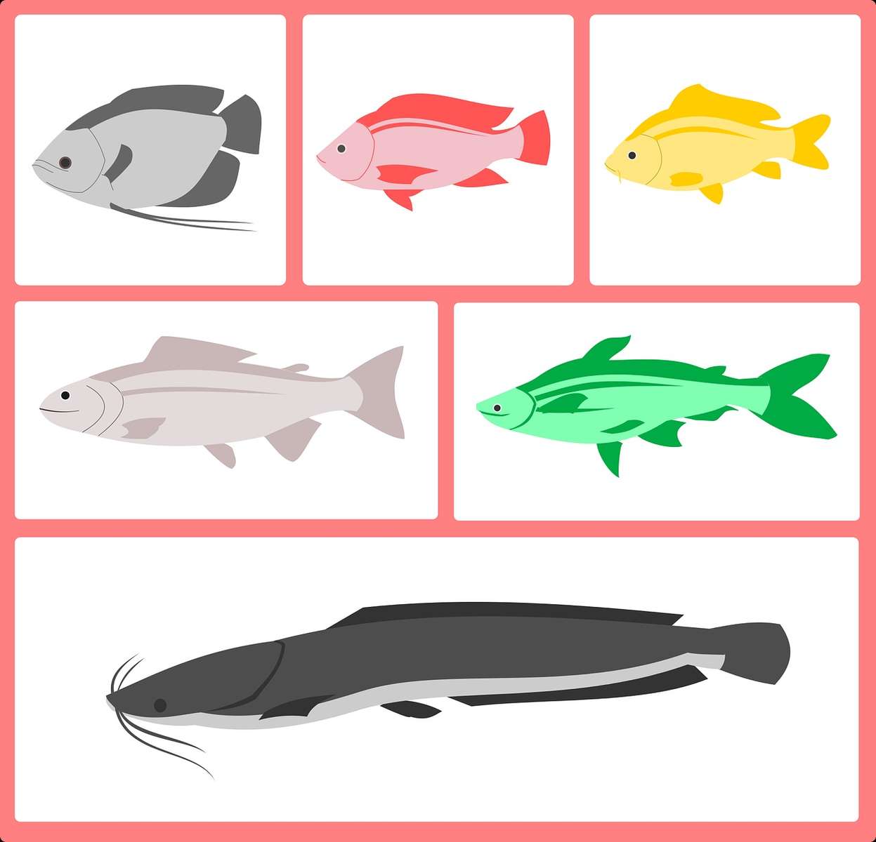 Pește diferit jigsaw puzzle online