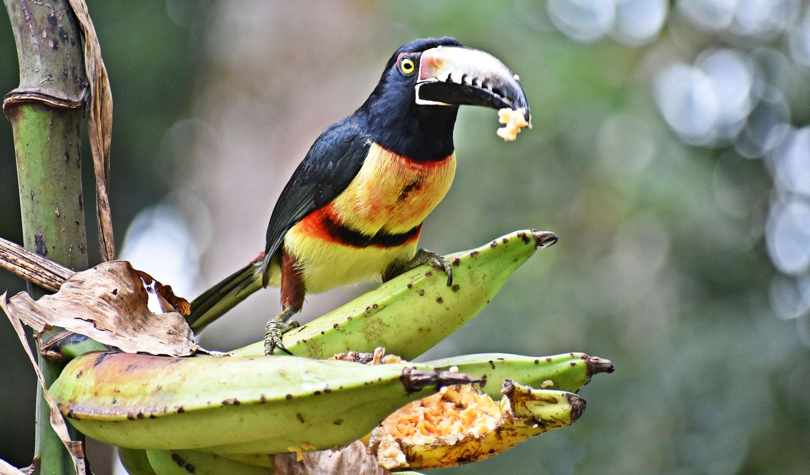 tucan_Act jigsaw puzzle online