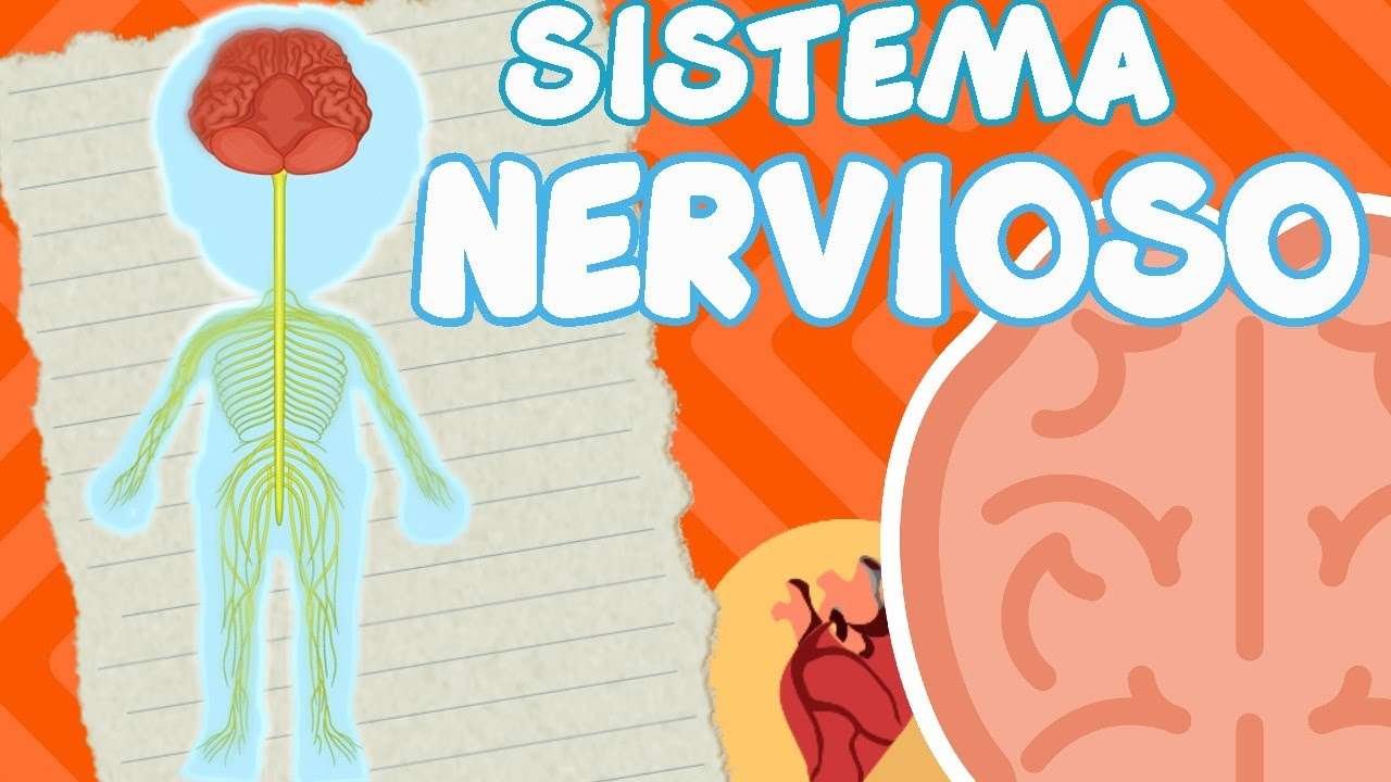 Нервна система онлайн пъзел