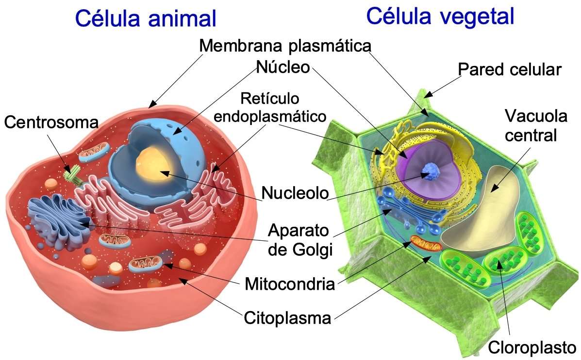 Celula vegetală și animală jigsaw puzzle online
