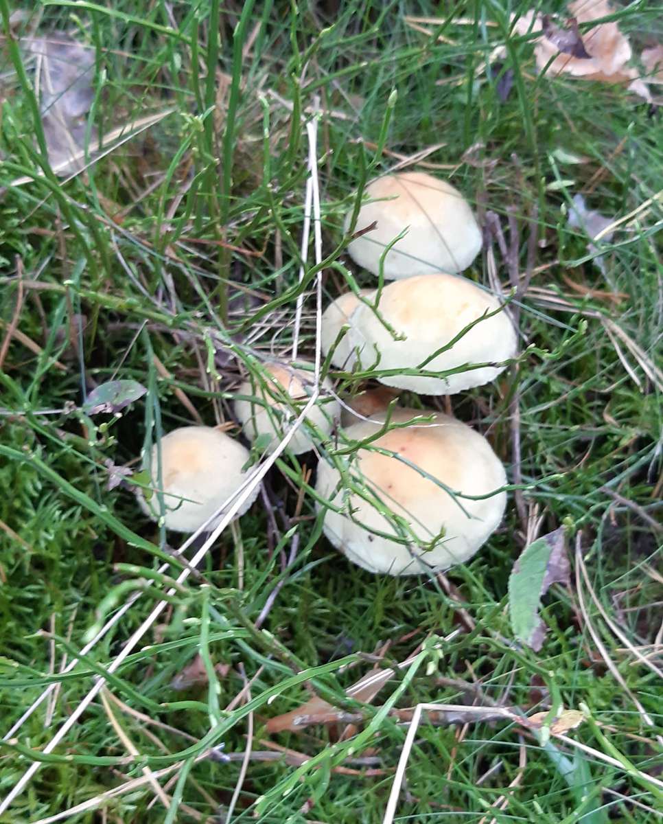 vackra svampar i skogen Pussel online