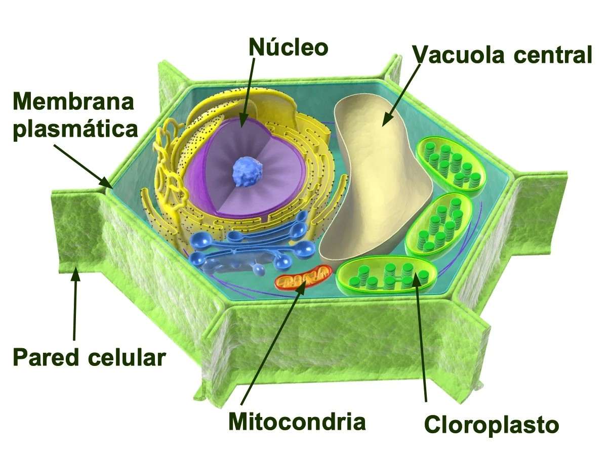 Клеточное строение организмов