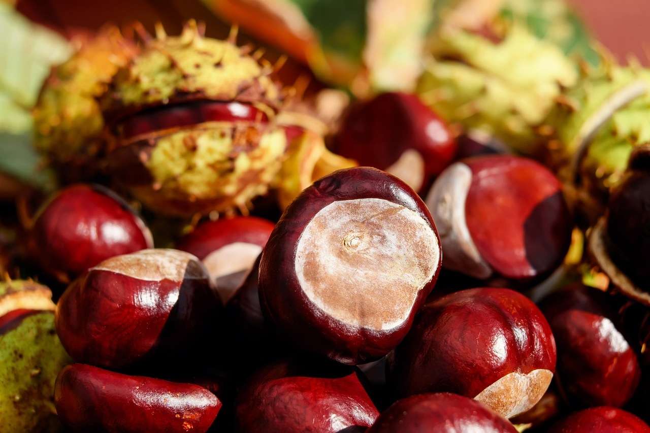 Castagne in autunno puzzle online