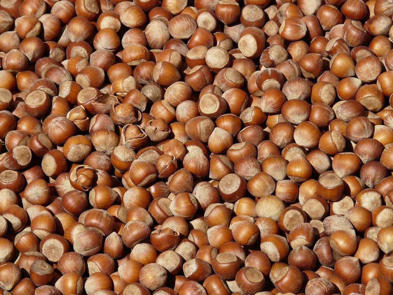 Lots of hazelnuts jigsaw puzzle online