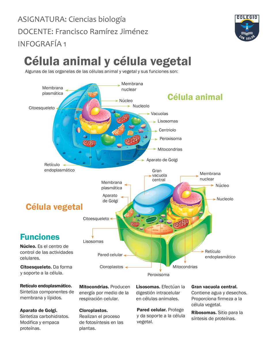 животинска и растителна клетка онлайн пъзел