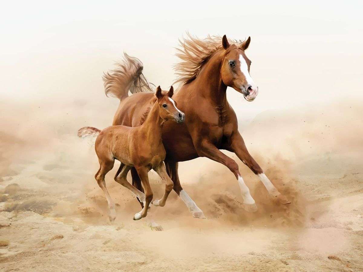 Horse and foal online puzzle