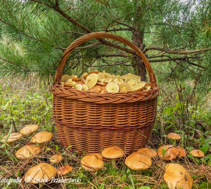 Plockar svamp i skogen Pussel online