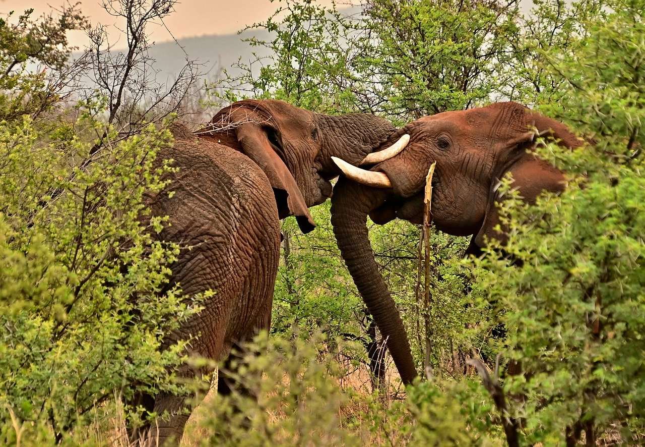sloni v lese skládačky online