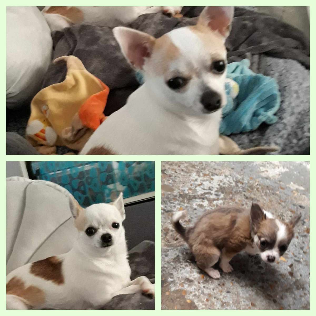 Chihuahua Online-Puzzle