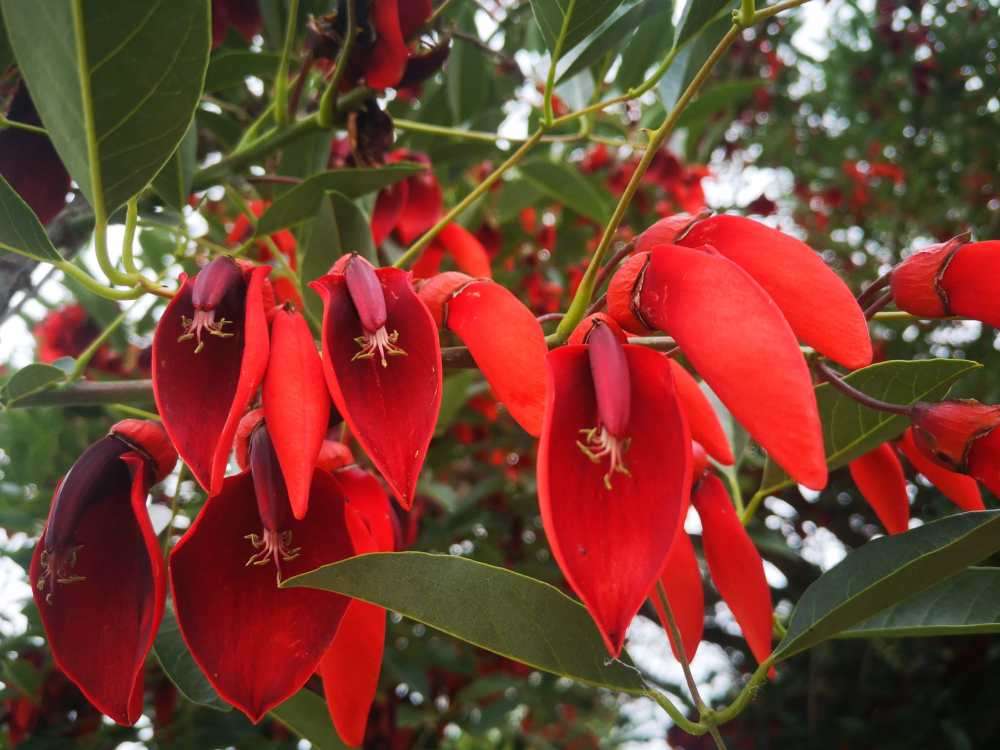 A ceibo virág kirakós online