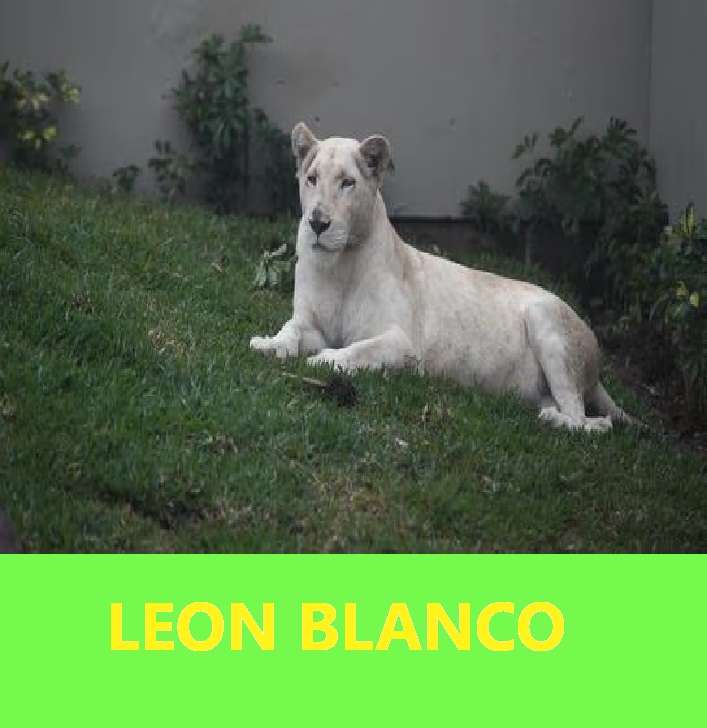 LION BLANC puzzle en ligne